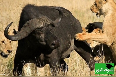 (ویدئو) نبردی تماشایی در دل حیات وحش؛ حمله مرگبار شیرها به گاومیش تنها، همه را شوکه کرد! 😱