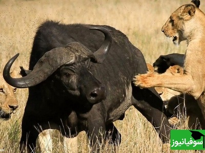 (ویدئو) نبردی تماشایی در دل حیات وحش؛ حمله مرگبار شیرها به گاومیش تنها، همه را شوکه کرد! 😱