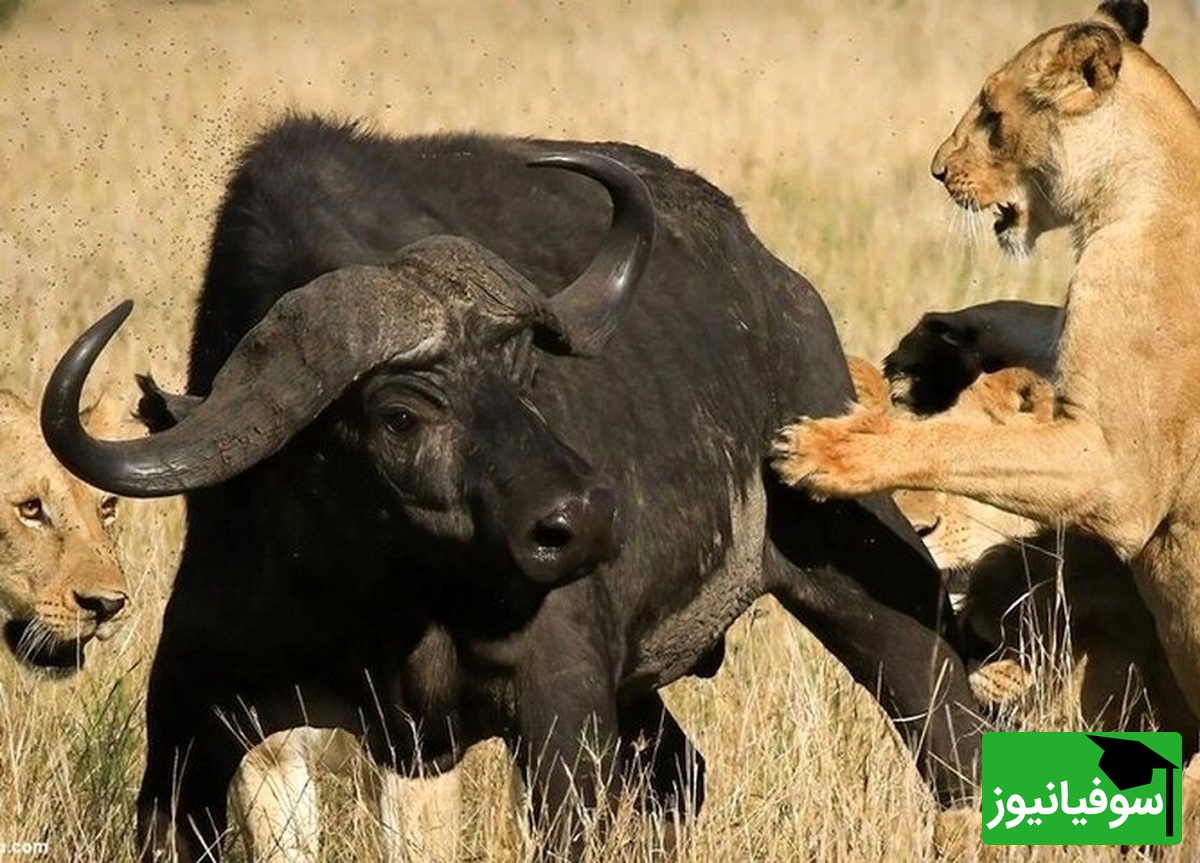 (ویدئو) نبردی تماشایی در دل حیات وحش؛ حمله مرگبار شیرها به گاومیش تنها، همه را شوکه کرد! 😱