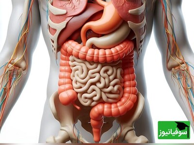 (ویدیو) راز شگفت‌انگیز مقاومت بدن در برابر قدرتمندترین اسید طبیعی / چرا اسید معده خودش را نمی‌سوزاند؟