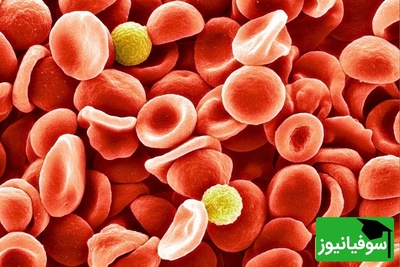 کشف نادرترین گروه خونی جهان؛ فقط چند نفر در کل زمین آن را دارند!