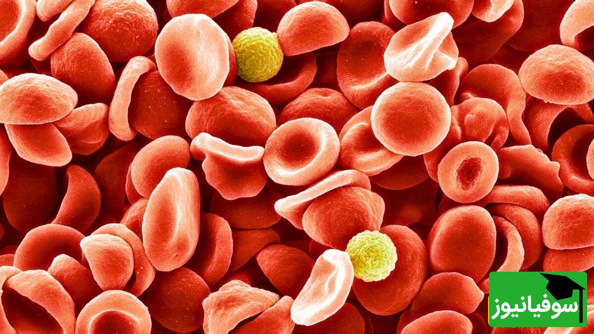 کشف نادرترین گروه خونی جهان؛ فقط چند نفر در کل زمین آن را دارند!