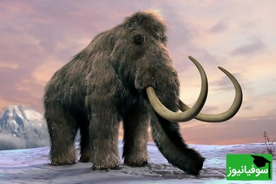 کشف شگفت‌انگیز بقایای بچه ماموت 50 هزار ساله در «دروازه جهنم»؛ رازهای عصر یخبندان فاش شد + ویدئو