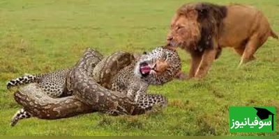 (ویدئو) مستندحیات وحش حیوانات/ این ماجرا: نبرد مرگبار شیر، پلنگ و مار پیتون