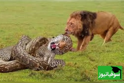 (ویدئو) مستندحیات وحش حیوانات/ این ماجرا: نبرد مرگبار شیر، پلنگ و مار پیتون