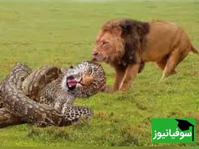 (ویدئو) مستندحیات وحش حیوانات/ این ماجرا: نبرد مرگبار شیر، پلنگ و مار پیتون