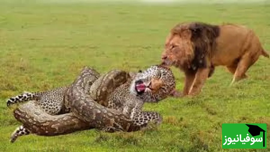 (ویدئو) مستندحیات وحش حیوانات/ این ماجرا: نبرد مرگبار شیر، پلنگ و مار پیتون