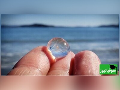 ویدیو/ آب‌دزدک "سالپ" موجودِ شفاف دریایی که به تخم‌شربتی غواصان معروف است