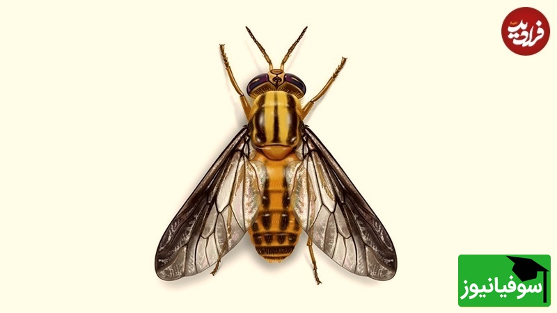 مگس گوزن