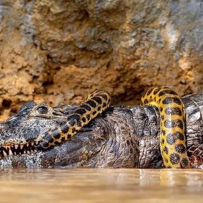 مستند حیات وحش حیوانات/راز بقا، این داستان:نبرد نفس گیر مار پیتون و تمساح عظیم‌الجثه