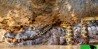 مستند حیات وحش حیوانات/راز بقا، این داستان:نبرد نفس گیر مار پیتون و تمساح عظیم‌الجثه