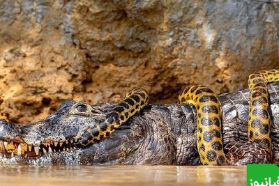 مستند حیات وحش حیوانات/راز بقا، این داستان:نبرد نفس گیر مار پیتون و تمساح عظیم‌الجثه