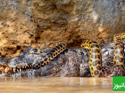 مستند حیات وحش حیوانات/راز بقا، این داستان:نبرد نفس گیر مار پیتون و تمساح عظیم‌الجثه