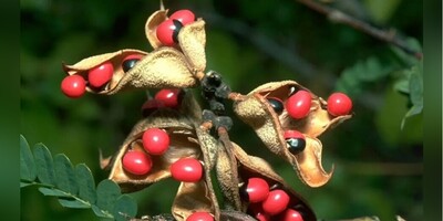 (ویدئو) هشدار برای 10 گیاه سمی و خطرناک در جهان