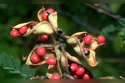 (ویدئو) هشدار برای 10 گیاه سمی و خطرناک در جهان