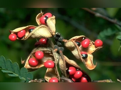 (ویدئو) هشدار برای 10 گیاه سمی و خطرناک در جهان
