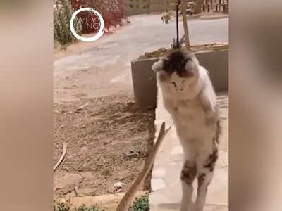 (ویدئو) سیستم عصبی حیرت‌انگیز گربه/ سرعت‌ عمل برق‌آسا در شکار و فرار