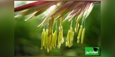 ویدیو/ 150 سال صبر کنید تا گل نِی را ببینید/ پدیدۀ نادر و کمیاب گلدهی گیاه بامبو به "وقت گل نِی"