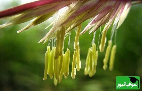 ویدیو/ 150 سال صبر کنید تا گل نِی را ببینید/ پدیدۀ نادر و کمیاب گلدهی گیاه بامبو به "وقت گل نِی"