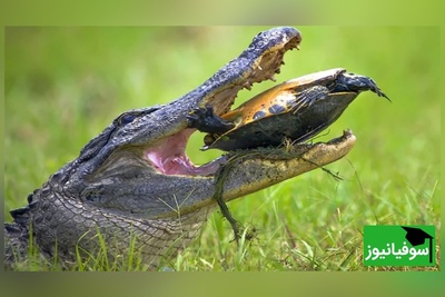 (ویدیو) نبرد بقا در طبیعت: قدرت آرواره‌های تمساح در مستند حیات‌وحش/ لاک لاک‌پشت چقدر مقاوم است؟