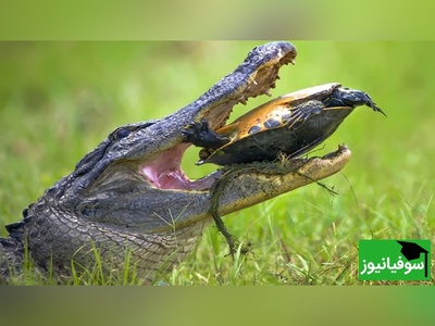 (ویدیو) نبرد بقا در طبیعت: قدرت آرواره‌های تمساح در مستند حیات‌وحش/ لاک لاک‌پشت چقدر مقاوم است؟