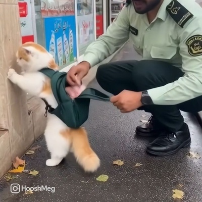 بازدید میلیونی عملیات بازداشت یک گربه خلافکار؛ صحنه‌ای که همه را شوکه و خندان کرد🤣