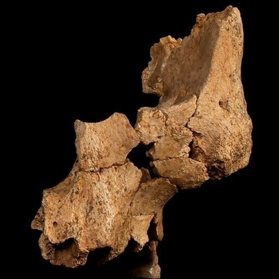 عکس | رازآلودترین چهره تاریخ / کشف قدیمی‌ترین فسیل انسانی در اروپای غربی