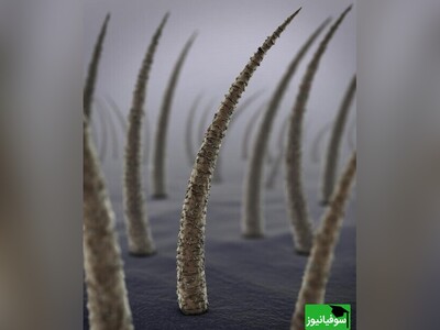 ویدیو/ قدرت باورنکردنی تار موی انسان با میزان تحمل تقریبی 15 تن وزن/ نگو تار مو، بگو سیم بکسل!