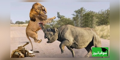 (ویدئو) مستند حیات وحش حیوانات/ راز بقا، این قسمت: جدال نفس‌گیر شیر و کرگدن وحشی