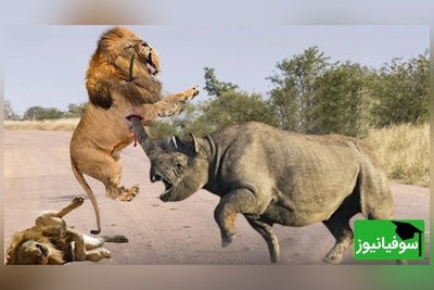 (ویدئو) مستند حیات وحش حیوانات/ راز بقا، این قسمت: جدال نفس‌گیر شیر و کرگدن وحشی