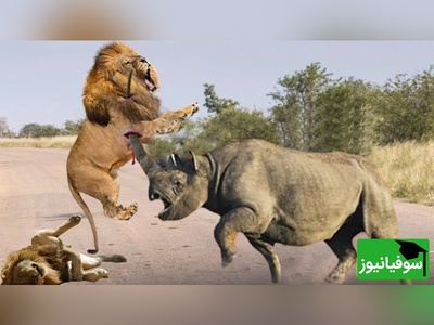 (ویدئو) مستند حیات وحش حیوانات/ راز بقا، این قسمت: جدال نفس‌گیر شیر و کرگدن وحشی