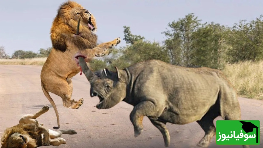 (ویدئو) مستند حیات وحش حیوانات/ راز بقا، این قسمت: جدال نفسگیر شیر و کرگدن وحشی