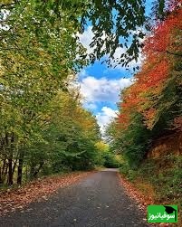 جنگل نقلهبر