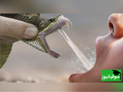 (ویدئو) مارهای سمی دیگر ترسناک نیستند!/کشف پادزهر همه فن حریف توسط محققان برای مقابله با انواع مارگزیدگی