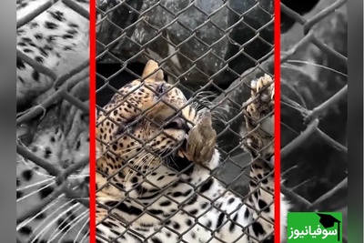 (ویدئو) مستند حیات وحش حیوانات/ راز بقا، این داستان شکار غیرمنتظره پلنگ در بانکوک