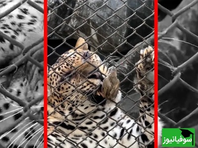 (ویدئو) مستند حیات وحش حیوانات/ راز بقا، این داستان شکار غیرمنتظره پلنگ در بانکوک