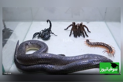 مستند حیات وحش حیوانات/ نبرد نفس‌گیر مار، عقرب سیاه، رتیل، هزارپا