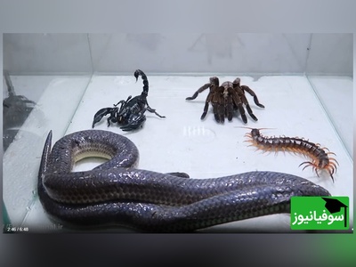 مستند حیات وحش حیوانات/ نبرد نفس‌گیر مار، عقرب سیاه، رتیل، هزارپا