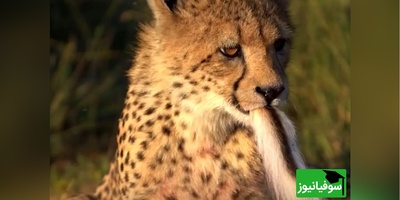 مستند حیات وحش حیوانات؛ تلاش یوزپلنگ جوان برای بلعیدن دُم ایمپالا