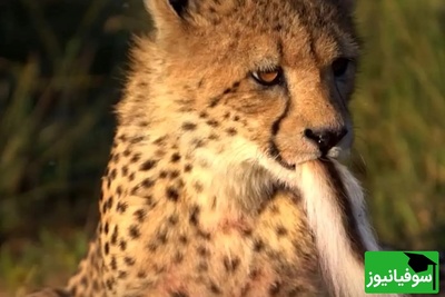 مستند حیات وحش حیوانات؛ تلاش یوزپلنگ جوان برای بلعیدن دُم ایمپالا