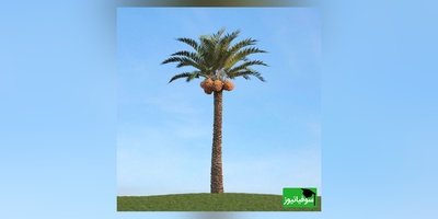 خلاقیت بنّای جنوبی سوژه شد؛ درخت شهرداری قربانی نشد +عکس