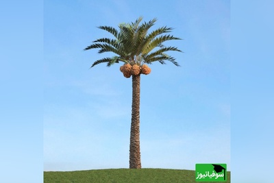 خلاقیت بنّای جنوبی سوژه شد؛ درخت شهرداری قربانی نشد +عکس