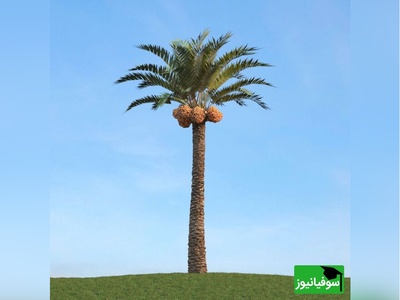 خلاقیت بنّای جنوبی سوژه شد؛ درخت شهرداری قربانی نشد +عکس