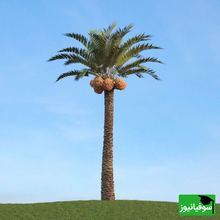 خلاقیت بنّای جنوبی سوژه شد؛ درخت شهرداری قربانی نشد +عکس