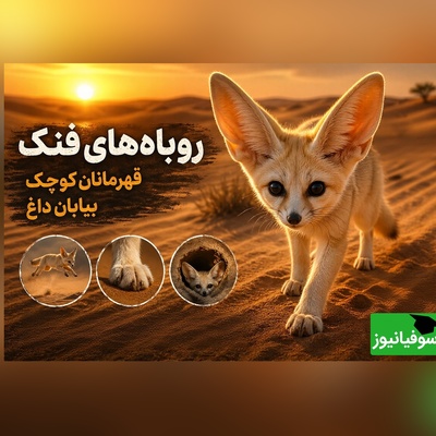 (ویدئو) مستند حیات وحش | فرار از مرگ در شن‌های داغ؛ تکنیک‌های باورنکردنی روباه‌های فنک برای بقا