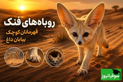 (ویدئو) مستند حیات وحش | فرار از مرگ در شن‌های داغ؛ تکنیک‌های باورنکردنی روباه‌های فنک برای بقا