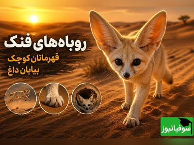 (ویدئو) مستند حیات وحش | فرار از مرگ در شن‌های داغ؛ تکنیک‌های باورنکردنی روباه‌های فنک برای بقا