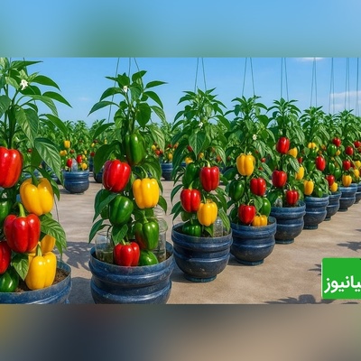 (ویدئو) باور کن با همین بطری نوشابه می‌تونی فلفل پرورش بدی! 🌶 ترفندی که همه رو شگفت‌زده کرده