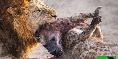 حیات وحش ؛ مستند حیات وحش حیوانات / تقابل مرگبار شیر نر و کفتار