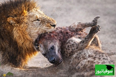 حیات وحش ؛ مستند حیات وحش حیوانات / تقابل مرگبار شیر نر و کفتار